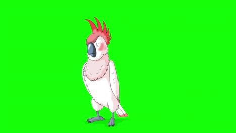 el loro cacao rosa