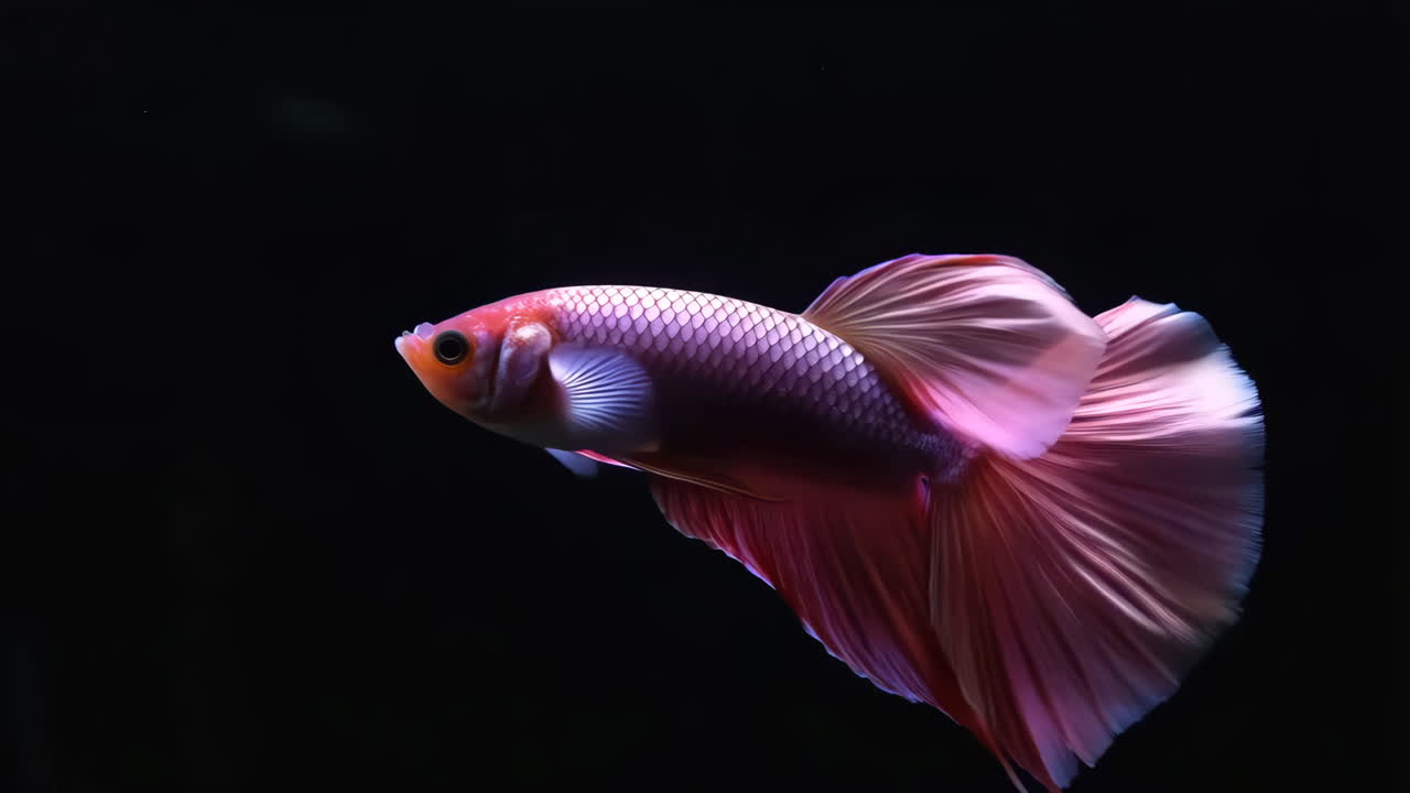 Graceful Pink Betta Fish Swimming in Dark Water