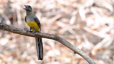 el trogón de pecho naranja es un ave confiada de tamaño mediano que se encuentra en tailandia