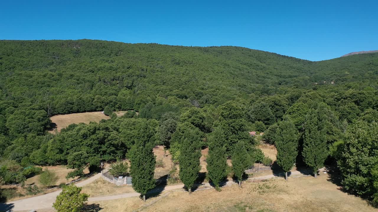 rewind-climb flight with a drone visualizing in the foreground some poplar trees in a meadow with a path behind, discovering a lush chestnut forest on a sunny day with a blue sky in Avila-Spain
