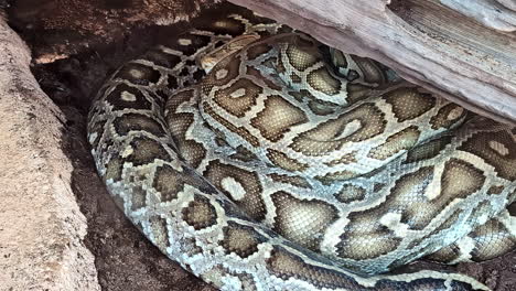 a view of a sleeping python in its coiled position - close up