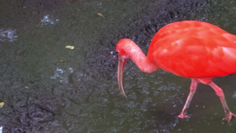 Close-up-shot-of-an-exotic-bird-species,-scarlet-Ibis,-eudocimus-ruber-with-vibrant-plumage,-foraging-for-invertebrate-with-its-long-bill-on-the-muddy-tidal-flats-in-its-natural-habitat