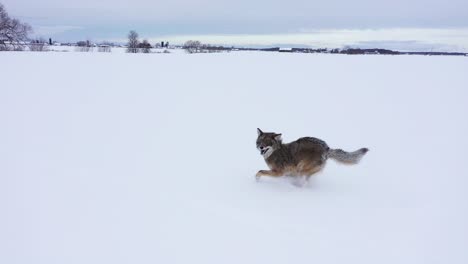 coyote running slow motion closeup through the snow aerial