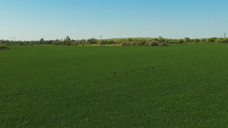 Nachmittagslandschaft-Mit-Drohnenblick-Von-Einigen-Wegfliegenden-Vögeln-über-Einem-Wunderschönen-Feld