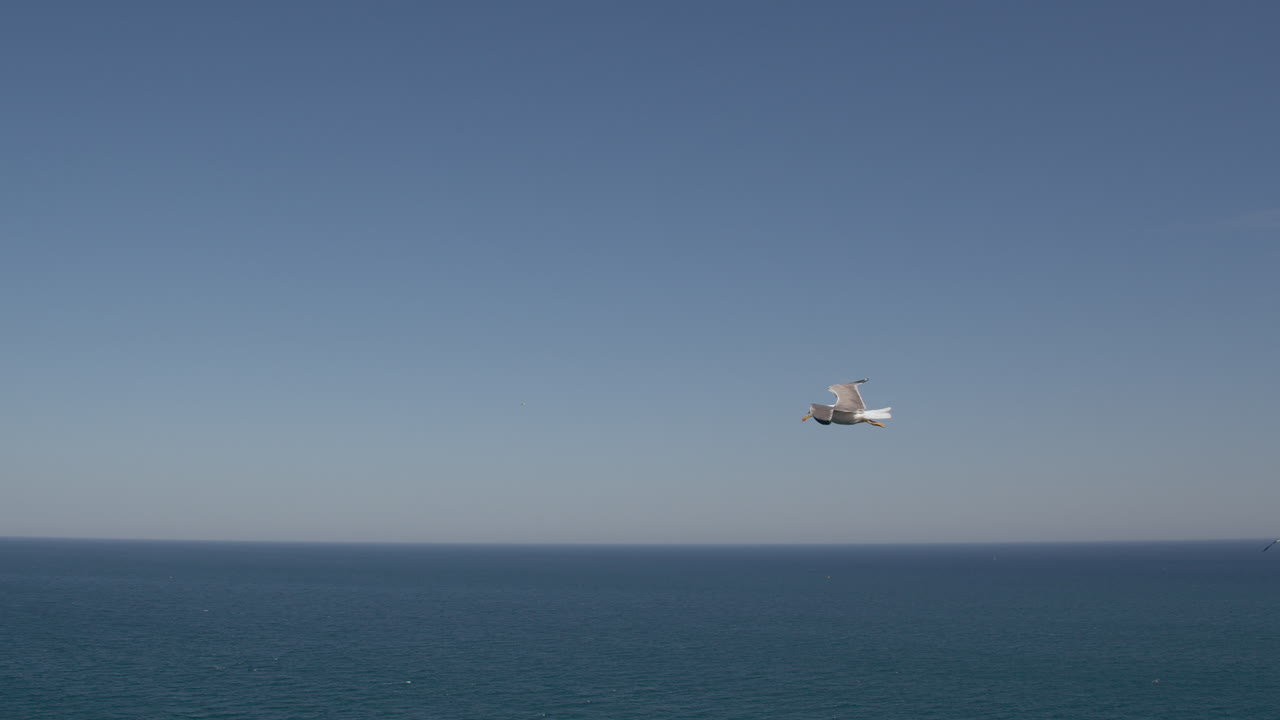 바다표범이 공중에서 날아다니며 바다로 날아갑니다.