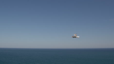 Möwe-Schwebt-In-Der-Luft-Und-Fliegt-Hinunter-Zum-Meer