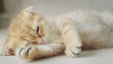 Portrait-of-a-funny-ginger-kitten,-resting-on-the-sofa-and-put-his-paw-under-his-cheek