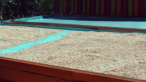 roof rolls over raw coffee beans drying in sun on colombia plantation