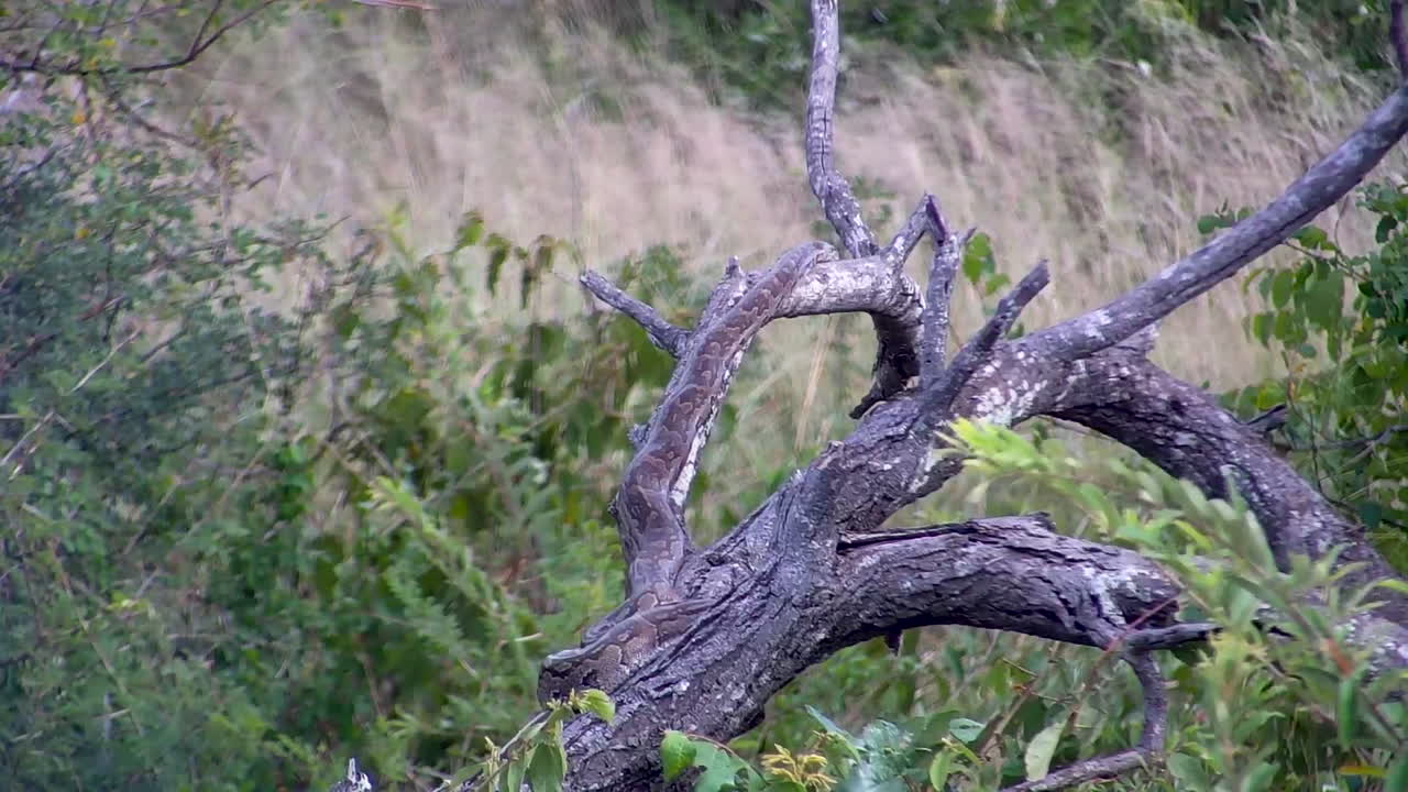 An African Rock Python coiled and camouflaged on a dead tree branch in the bushveld