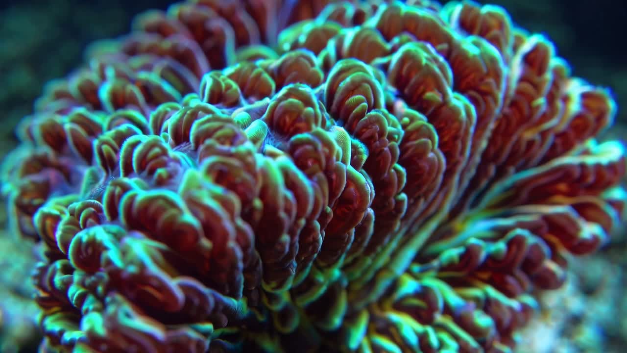 Close-up of Colorful Brain Coral