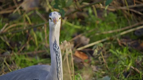 long neck and head with beak of grey heron bird in natural habitat