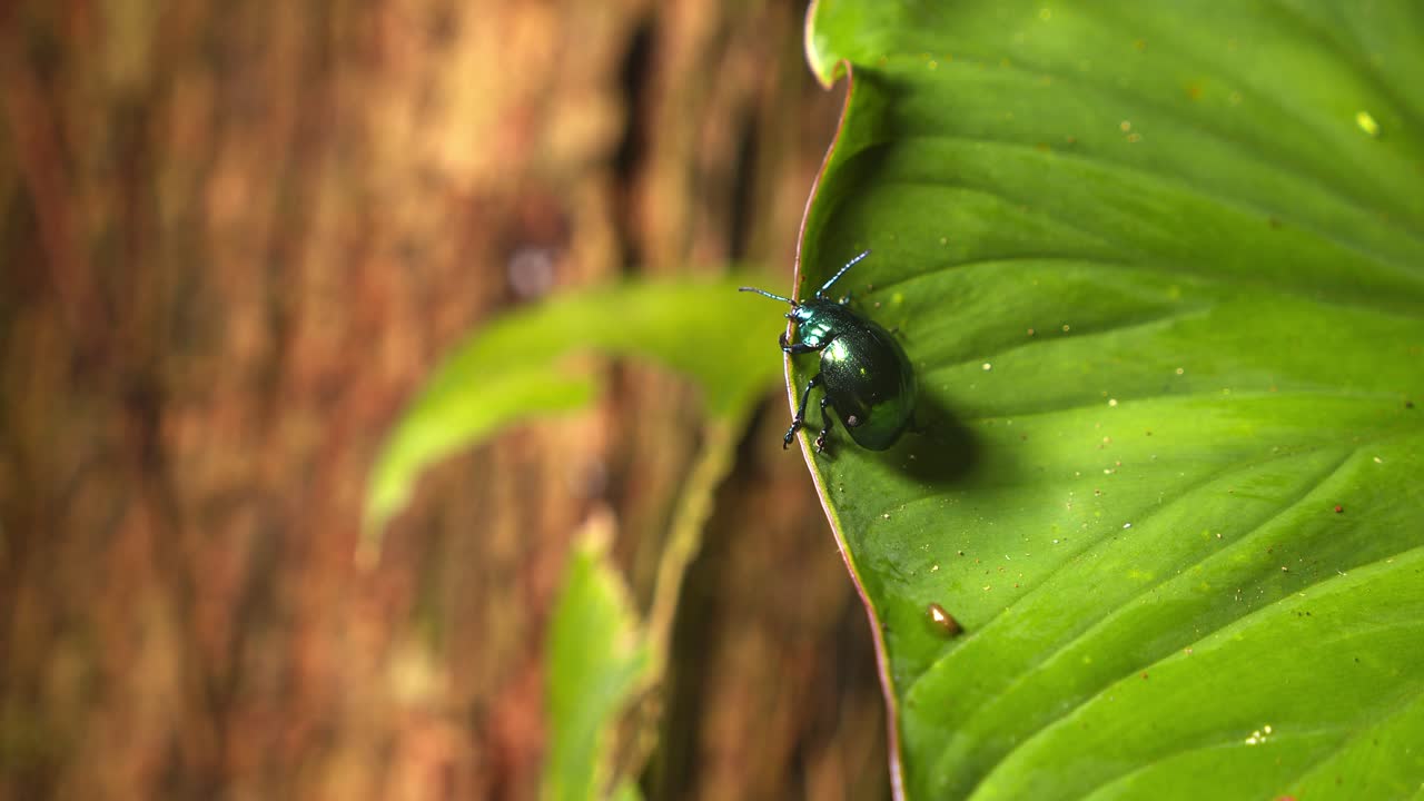Metallic green beetle moving over a leaf in the undergrowth foliage of the Amazon rainforest