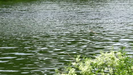 water flowing in the local river