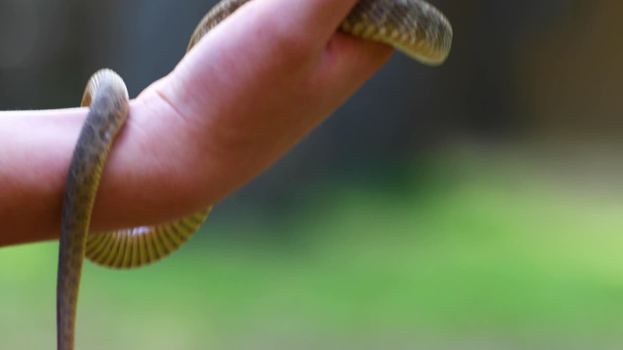 Closeup static video of a Plain-Bellied Water Snake in a boys hands