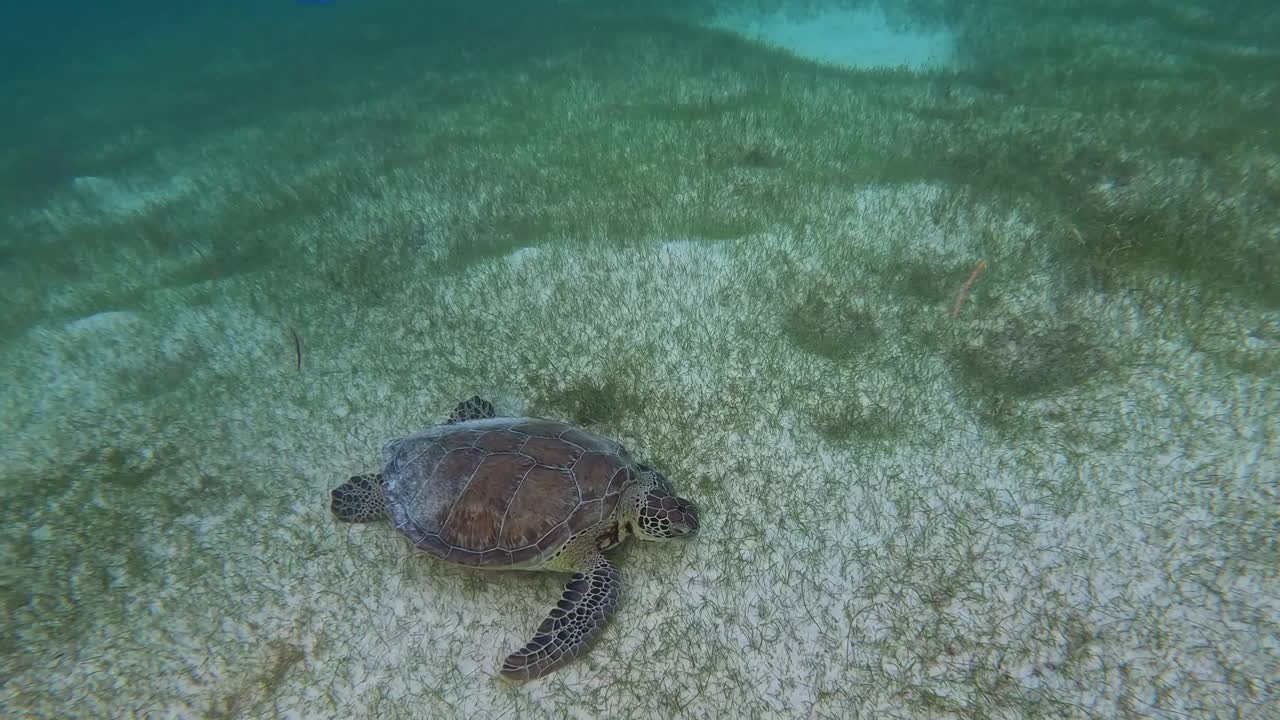 Beautiful sea turtle in the sea bed in wild life 3