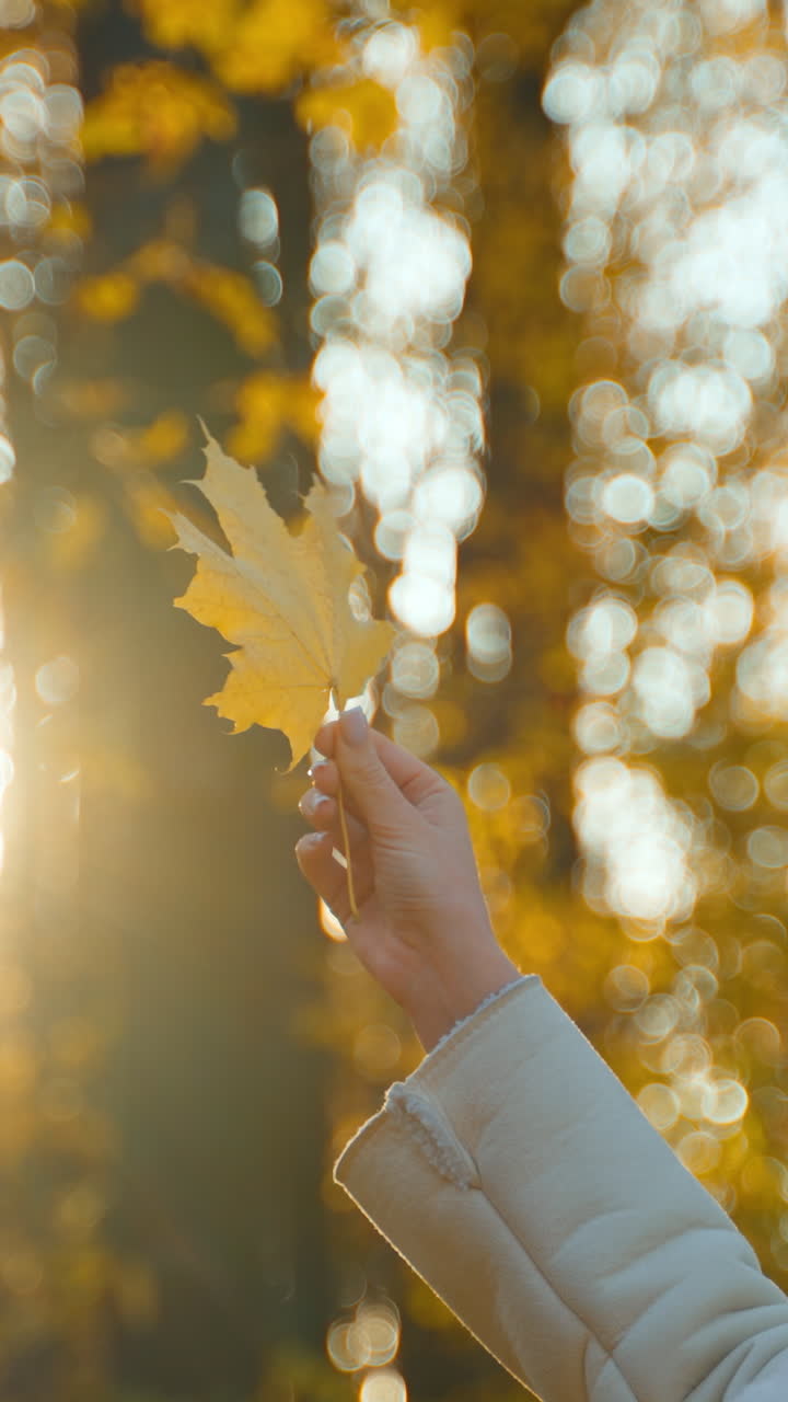Unrecognized woman with dark long hair enjoys autumn sun in the park. Lady turns the leaf of maple tree against sunbeams.