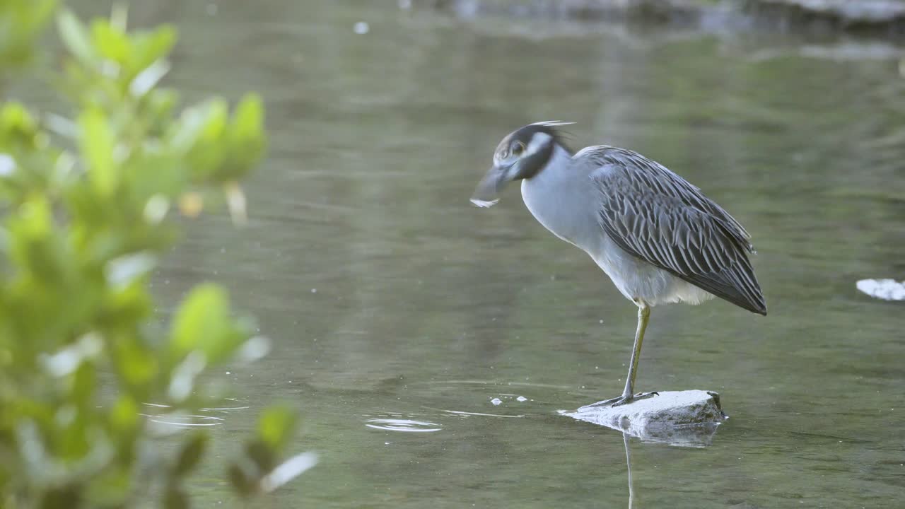bastidor de enfoque desde el follaje hasta la garza nocturna de pie sobre rocas en el agua