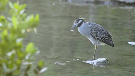 Bastidor-De-Enfoque-Desde-El-Follaje-Hasta-La-Garza-Nocturna-De-Pie-Sobre-Rocas-En-El-Agua