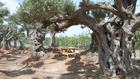 olivos con plataforma rodante en los asentamientos del distrito sur de sdot negev, israel