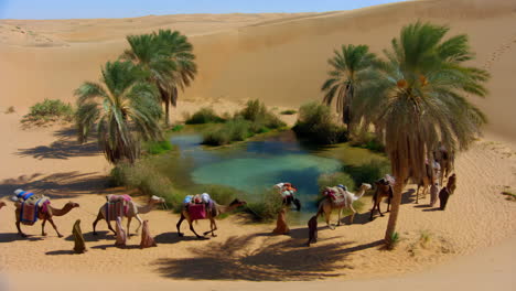 camel caravan at a desert oasis