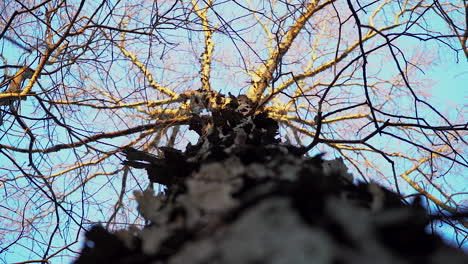 árbol de nogal shagbark mirando hacia arriba