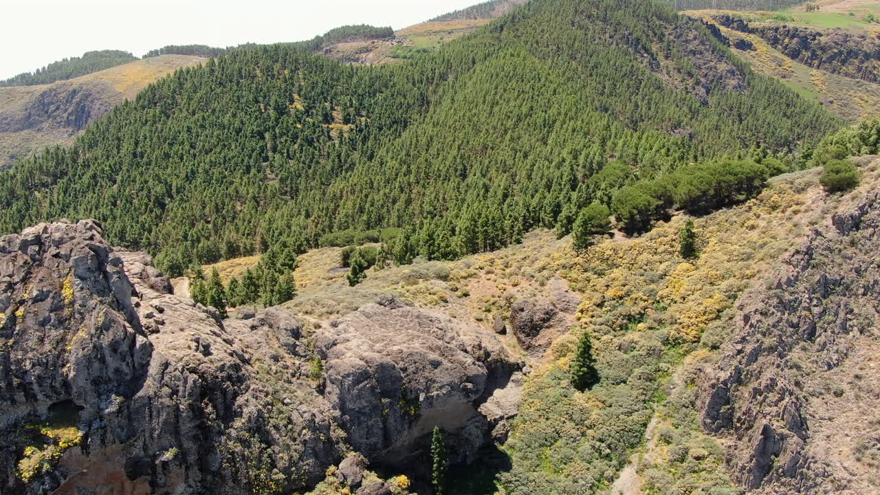 roque saucillo: vista aérea pasando cerca de la formación rocosa y un bosque de pinos canarios en el fondo
