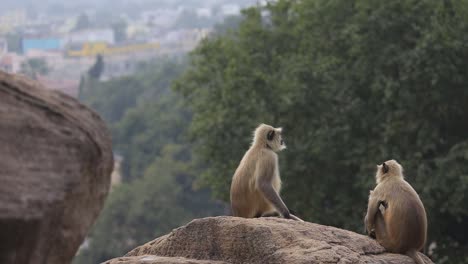 Monkeys-sit-atop-a-temple-rock-with-a-town-in-the-background