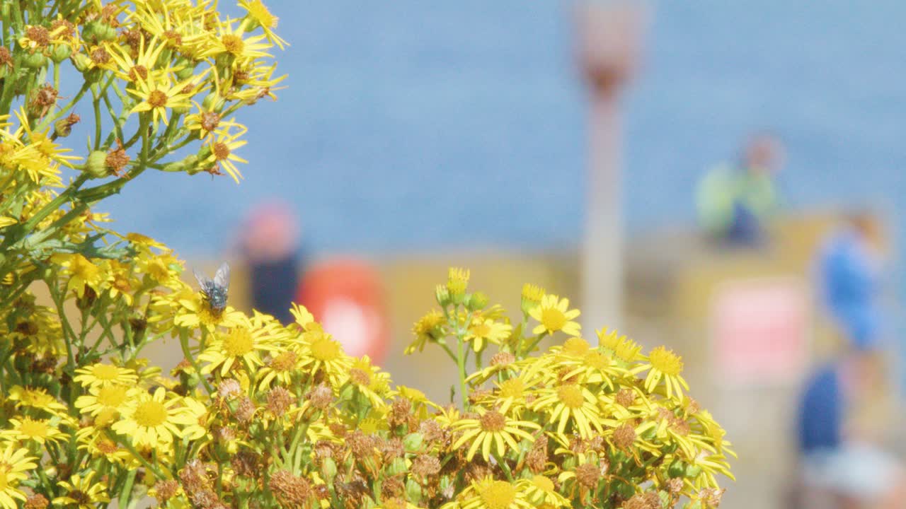 Bright yellow wildflowers dominate the foreground in sharp focus, while blurred figures walk along a seaside path under daylight, creating a tranquil summer scene