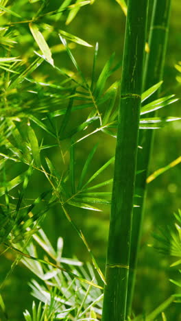 close up of green bamboo stalks and leaves