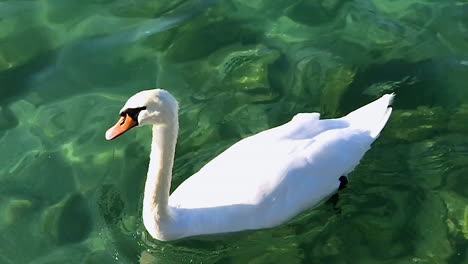 slow motion of swan on a lake