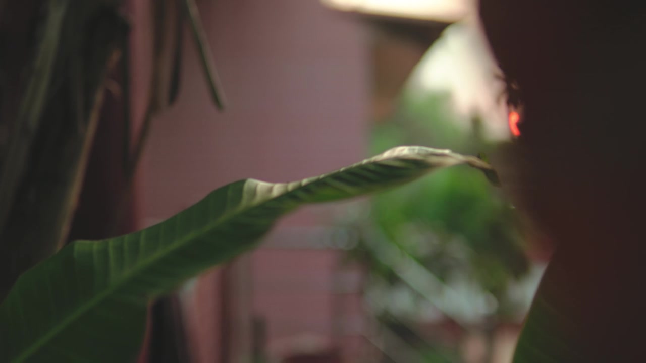 Primo piano di una foglia di pianta tropicale illuminata da una luce naturale soffusa. Scena botanica calma con texture organiche, estetica dell'arredamento domestico, verde, stile di vita all'insegna del benessere e un tranquillo esterno di giardino