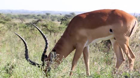 parque nacional de nairobi con el impala alimentando la hierba