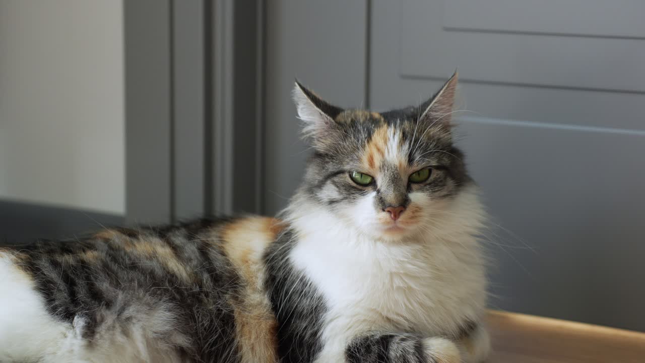 집 바닥에 조용히 누워 있는 사랑스러운 국내 노르웨이 혼합 고양이