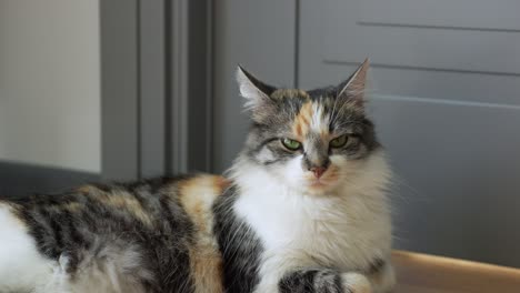 encantador gato mixto noruego doméstico tumbado tranquilamente en el suelo en casa