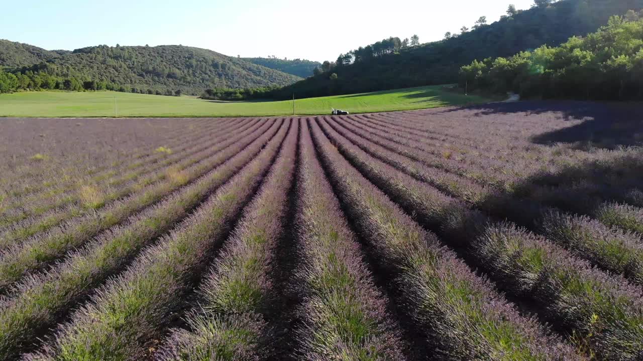 un dron se mueve lentamente sobre lavanda archivada en valensole durante el amanecer