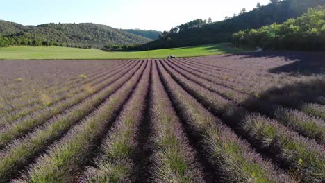 Eine-Drohne-Bewegt-Sich-Langsam-Auf-Lavendel,-Der-Während-Des-Sonnenaufgangs-In-Valensole-Abgelegt-Wurde