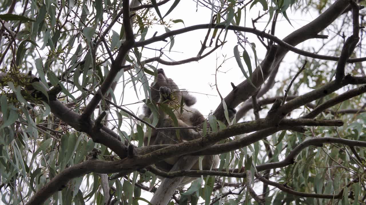 un koala comiendo hojas escondidas entre las ramas de un eucalipto nativo de australia