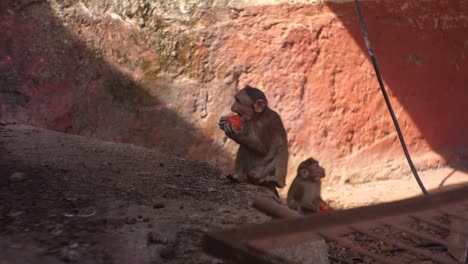monkey-eating-tomatoes-Matheran-Maharashtra