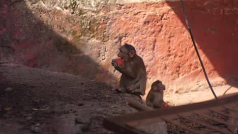 mono comiendo tomates matheran maharashtra