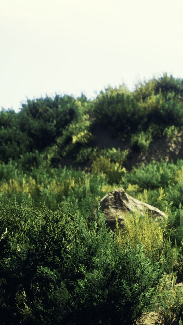 Green plants and rocks on a hill during daylight in a natural setting