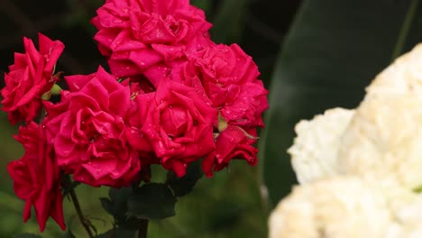 ramo de hermosas rosas rojas con pétalos mojados