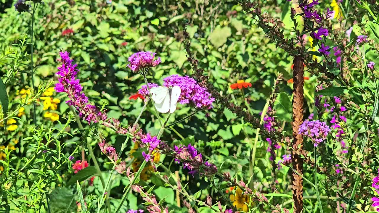 Static close view of a white butterfly pollinating vibrant purple flowers in a colorful summer garden