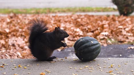 a black squirrel sits perched on a front step while eating squash seeds in late fall 2020