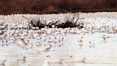 a lot of snow geese are reunited in a marsh in quebec city during the spring