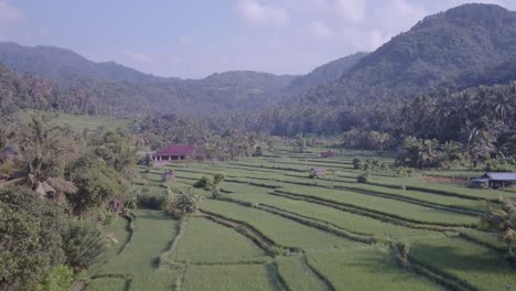 green ricefield terrace in bali, indonesia.