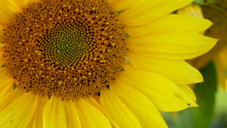 Sunflower-close-up-in-gentle-wind-breeze-autumn-golden-hour