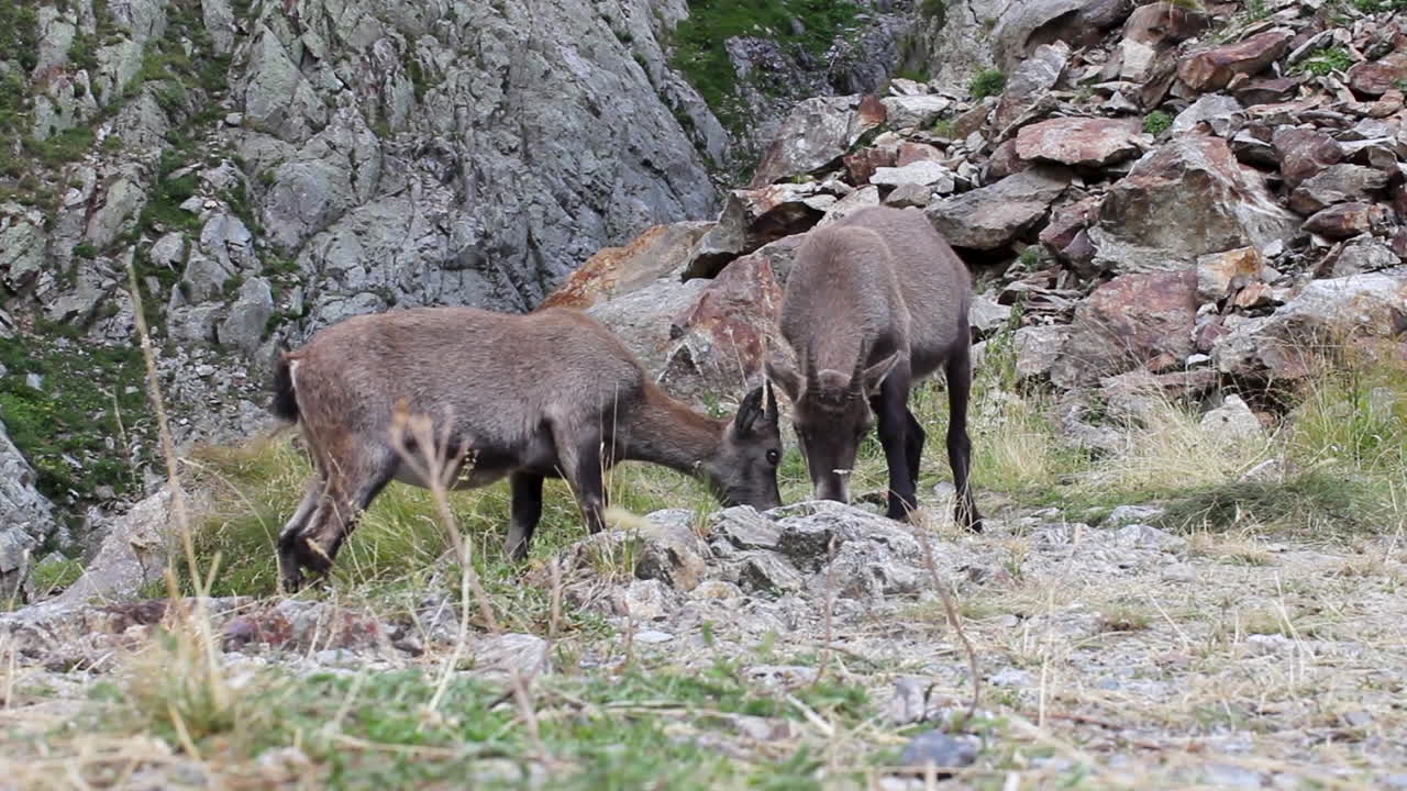 Stambecco alpino in piedi che mangia erba e sale.