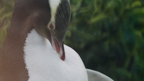 un pingüino de ojos amarillos se arregla al atardecer en el faro de katiki point, moeraki, nueva zelanda - de cerca