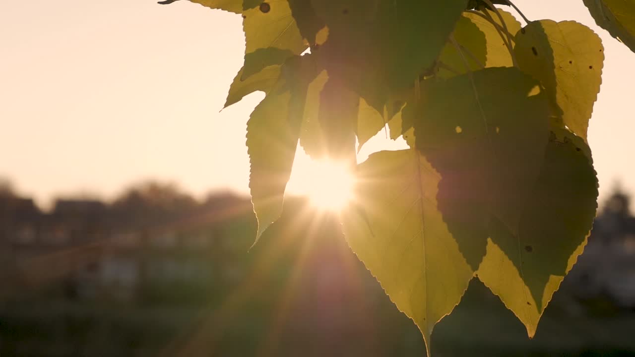 a slow motion close-up shots of some beautiful leaves taken during fall time.