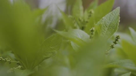 close up slider movement of small plants of the floor or a forest 2